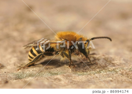 Closeup on a brown, hairy, Heather colletes succinctus, male solitary bee sitting on wood 86994174