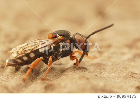 Closeup on the colorful black thighed Epeolus variegatus , sitting on a piece of wood 86994175