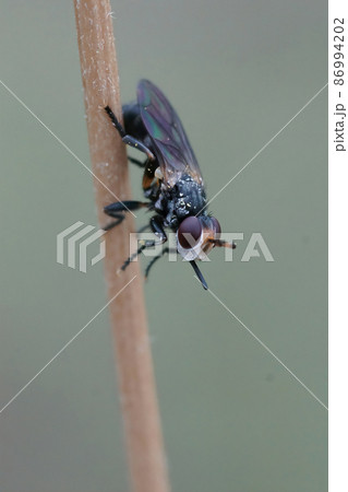 Vertical closeup on a thick-headed fly , Thecophora , with an unusual snout, sitting on a grass twig in Southern France 86994202