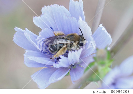 Soft closeup on a cute female Longhorned solitary bee, EUcera, inside a lightblue wild chicorie flower, Cichorium intybus, in Southern France 86994203