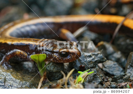 Close up of the yellow form of the Western redback salamander , Plethodon vehiculum at Holcomb area, Washington state on forest floor Close up of the yellow form of the Western redback salamander , Plethodon vehiculum at Holcomb area, Washington state on forest floor 86994207