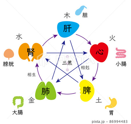 五行と五臓六腑の相関図、東洋医学、カラフルでかわいい 86994483