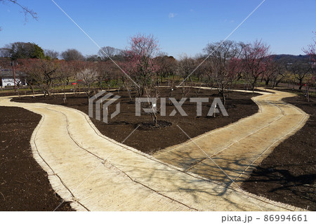 梅園を巡るムシロ敷の小径(東京都府中市) 梅園を巡るムシロ敷の小径(東京都府中市) 86994661