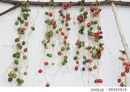 クリスマスカラーの沖縄スズメウリ 86994810