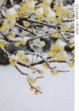 ロウバイ　雪の庭 86995321