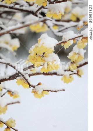 ロウバイ　雪の庭 86995322