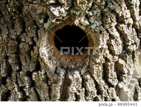 Woodpecker hole in the tree trunk, front view 86995441