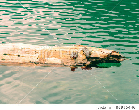 Three frogs are sitting on a log floating in the clear calm water of the lake. Three frogs are sitting on a log floating in the clear calm water of the lake. 86995446