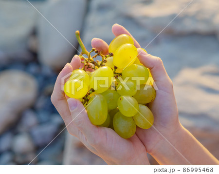 Ripe bunch of grapes shining in the sun in female palms outdoors 86995468