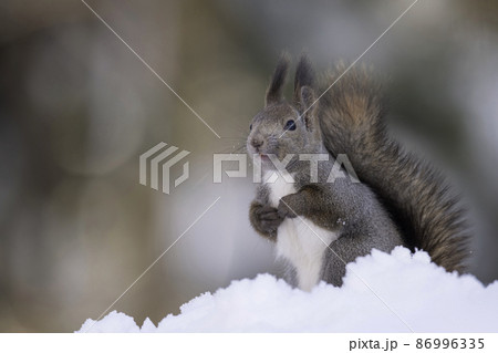 雪の中でポーズをとるエゾリス 86996335