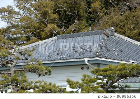 海辺の文学記念館の屋根に止まるトンビと鳩 86996356