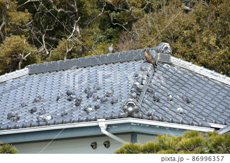 海辺の文学記念館の屋根に止まるトンビと鳩 86996357
