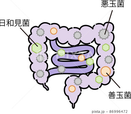 腸内環境のイラスト 86996472