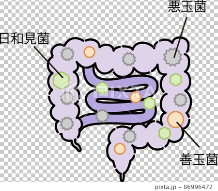 腸内環境のイラスト 86996472