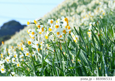 スイセン スイセン 86996531