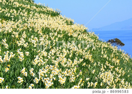 スイセン スイセン 86996583