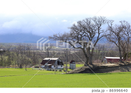 北海道　道南地方　牧場のある風景 86996640