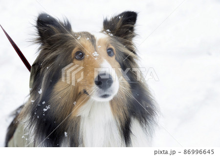 レインコートを着て雪の中を散歩する犬 シェルティー レインコートを着て雪の中を散歩する犬 シェルティー 86996645