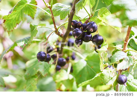 Organic blackcurrant branch with many ripe berries Organic blackcurrant branch with many ripe berries 86996695