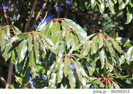 茎が赤くなったユズリハの木 86996923