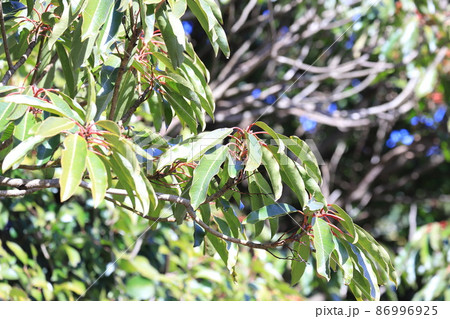 茎が赤くなったユズリハの木 茎が赤くなったユズリハの木 86996925