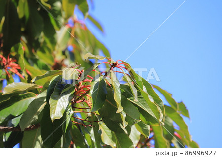 茎が赤くなったユズリハの木 86996927