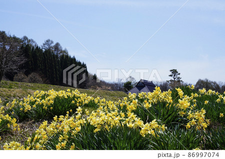 水仙が咲き乱れる日本の田園風景 86997074