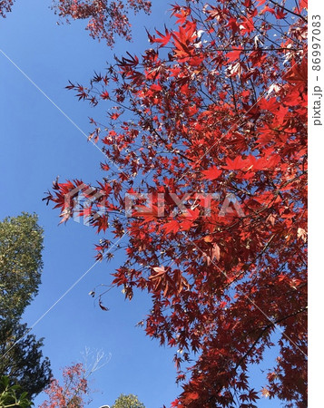 紅葉 86997083