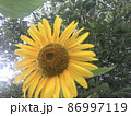 ひまわり 86997119