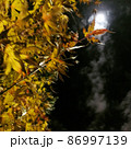 紅葉と月 86997139