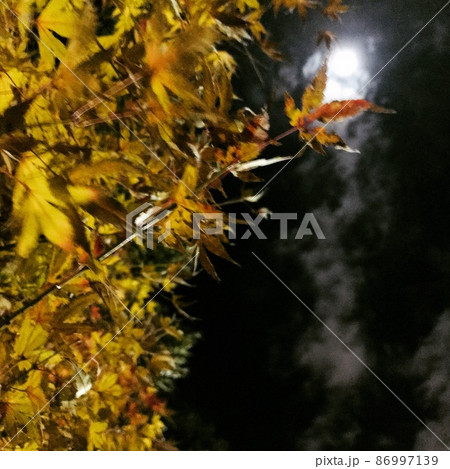 紅葉と月 86997139