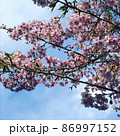 青空と桜 86997152