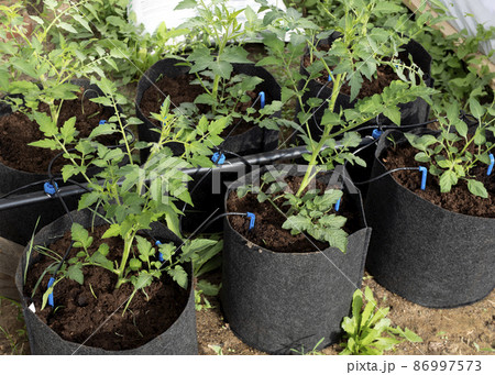 tomato plants with drip irrigation in greenhouse 86997573