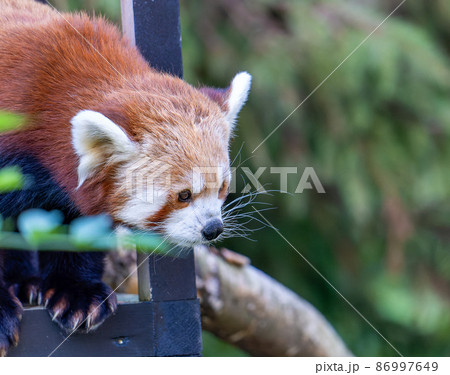 動物園のレッサーパンダ 動物園のレッサーパンダ 86997649