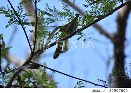 リュウキュウメジロ (Okinawa) 86997690