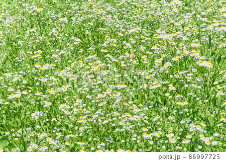 野原に咲く沢山のヒメジョオンの花 86997725