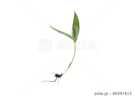 Oil palm tree with roots isolated on the white background. Oil palm tree with roots isolated on the white background. 86997813