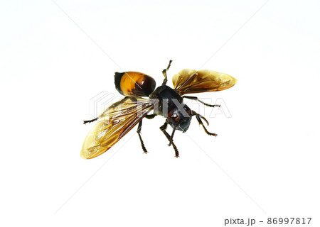 Wasp asian giants (wasp asia) isolated on the white background. Wasp asian giants (wasp asia) isolated on the white background. 86997817