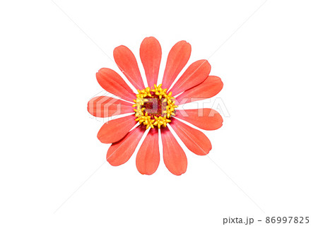 Zinnia flower light orange isolate on the white background. Zinnia flower light orange isolate on the white background. 86997825