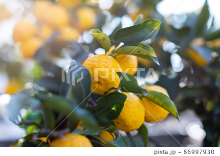 柚　花柚 86997930