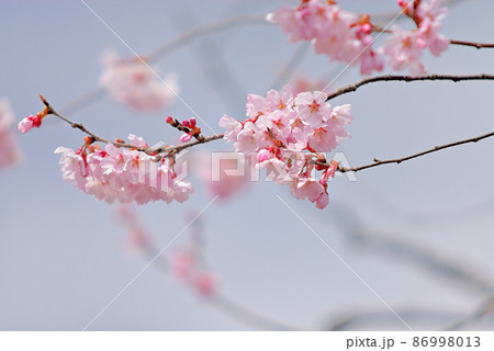 桜　花びらと青空　仙台市泉にて 86998013