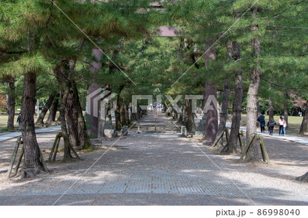 出雲大社 本殿を拝みながら境内を歩く 参道の松並木 出雲大社 本殿を拝みながら境内を歩く 参道の松並木 86998040