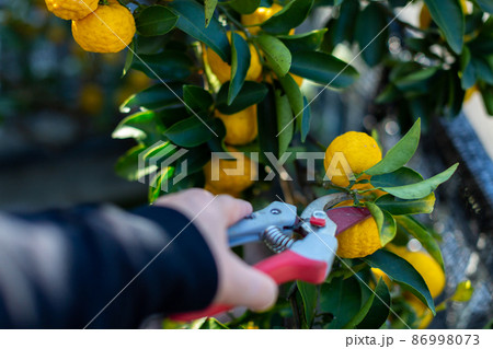庭の柚 花柚 庭の柚 花柚 86998073