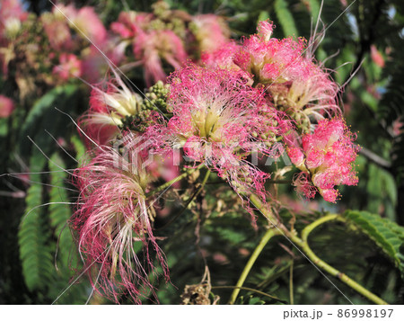 ネムノキの花 ネムノキの花 86998197