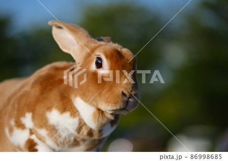 うさんぽ中のミニレッキスの雌 12 86998685