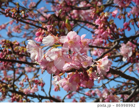 河津桜 河津桜 86998992