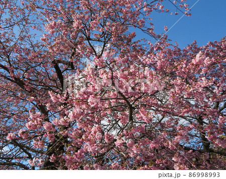 五分咲きの河津桜 五分咲きの河津桜 86998993