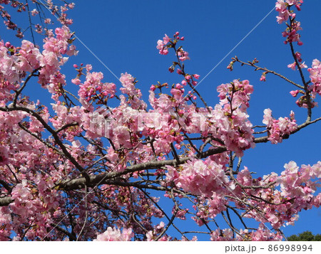 青空と六分咲きの河津桜 86998994