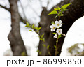 小振りながらも可憐に咲く桜 86999850