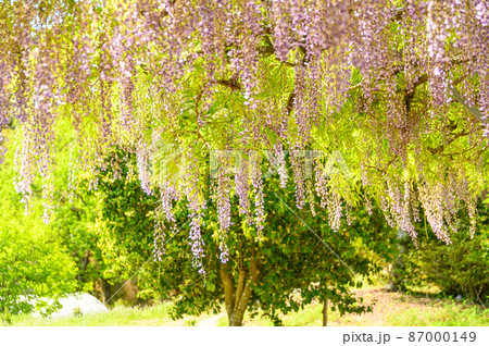 藤の花「春の季節風景」歴史ある山田日吉神社 日本 熊本県玉名市Wisteria flowers 藤の花「春の季節風景」歴史ある山田日吉神社 日本 熊本県玉名市Wisteria flowers 87000149